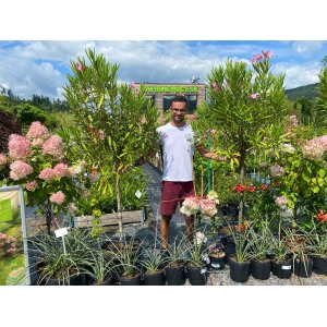 Oleander obyčajný (Nerium oleander) RUŽOVÝ - výška 170-200 cm, kont. C45L (-10/-12°C) NA KMIENKU